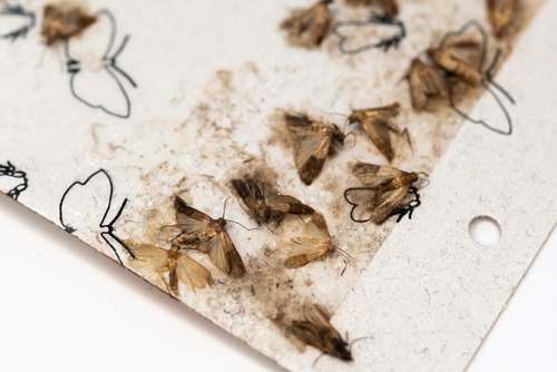 Mites collées sur un piège