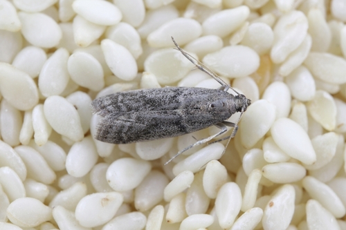 Mites dans des grains